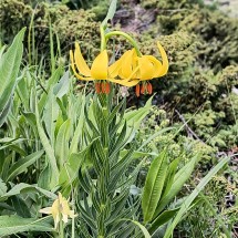 More flowers in the Vitosha Mountains